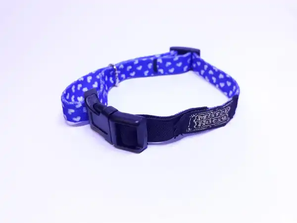 Collar y Correa Mister Hueso Elástico para Gatos